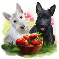 Two Scotties and strawberries