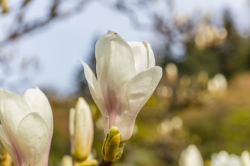 Close-up view of pink blooming magnolia. Beautiful spring bloom for magnolia tulip trees pink flowers.