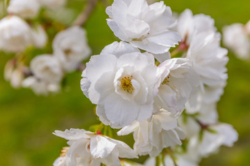 Amazing cherry blossom