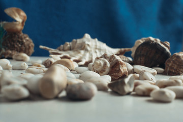 Three shells on the beach, blue wooden background