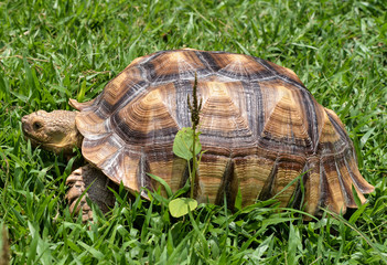 Turtles on the grass