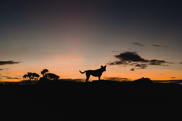 Fototapeta na wymiar Dog silhouette at sunrise in Brazil