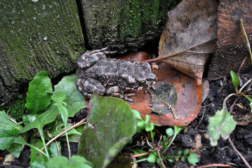 Ground toad sitting on the grass near old wall