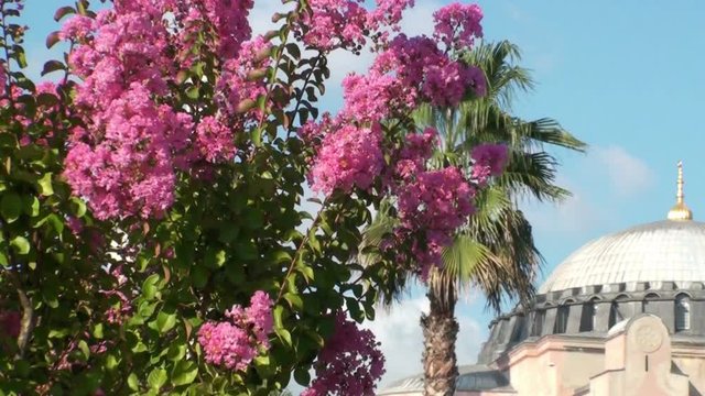 Blossoming jude tree on a background of a mosque and blue sky. Full HD 1920x1080 Video Clip