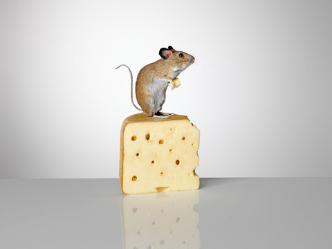 Mouse standing on a piece of cheese