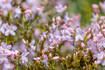 Blossoming lilac rhododendron in the garden in the spring.