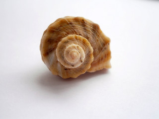 Beautiful sea shell