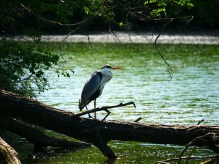 Heron
