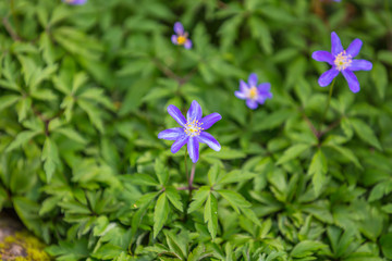 Blue anemone flower in the forest in the sunny day. The wind flower blooms in the spring.