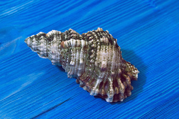Obraz na płótnie Canvas Seashell isolated on blue wooden background.