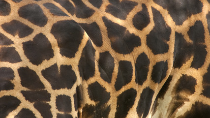 Rothschild Giraffe