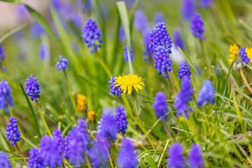 Blue hyacinth muscari flower in bloom in spring
