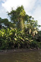 Obraz premium Tropical vegetation on the banks of the Tortuguero River in Tortuguero National Park, Costa Rica