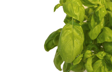 basil