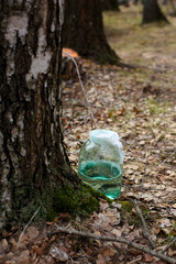 Obraz premium collecting birch juice on spring