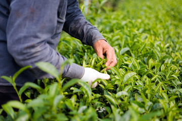 Chouifong green tea plantation Thailand