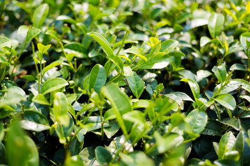 Chouifong green tea plantation Thailand