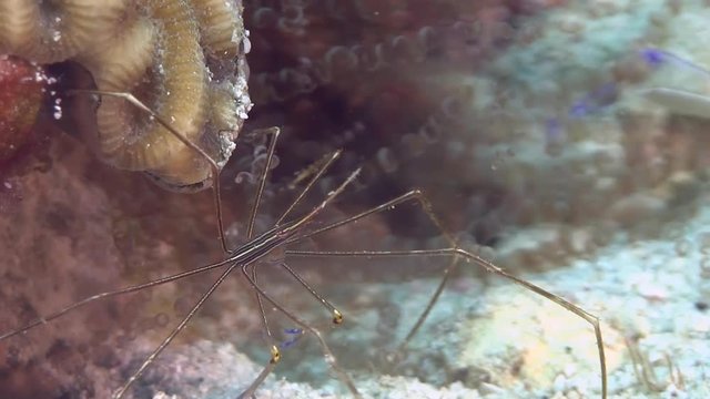 Spider Crab in Caribbean in Caribbean sea