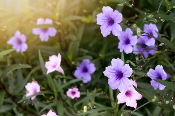 ruellias or  wild petunias flower purple color on morning time in garden.