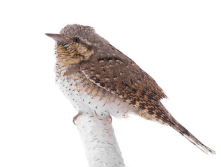 Eurasian wryneck (Jynx torquilla)