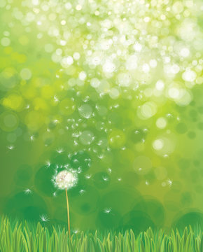Vector white dandelion flower on green nature background. © rvika