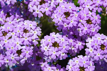 花　背景テクスチャ－　バックグランド