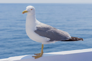 Seagull