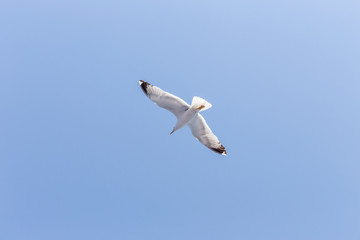 Seagull