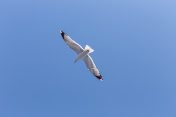 Seagull