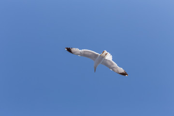 Seagull