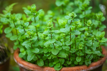Menthe