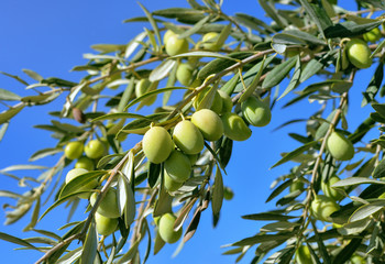 Close up of green  olive branch