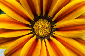 Beautiful yellow-orange gazania flowers blooming
