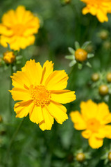 花　背景テクスチャ－　バックグランド