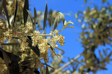 Bl&uuml;hender Olivenzweig