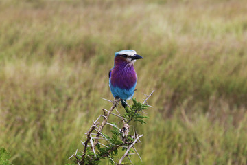 Ave fotografiada en la sabana africana en Tanzania.