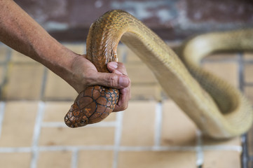 A man catch a King cobra snake with bare hand
