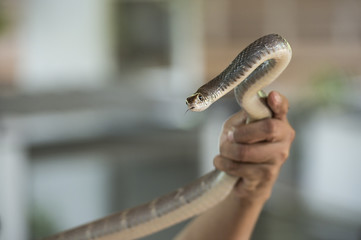 A snake in the hands