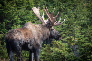 Naklejka na ściany i meble Alaska Moose