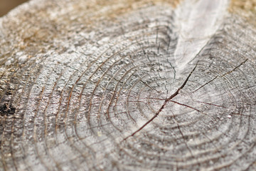 Old weathered wood texture with the cross section of a cutting background.