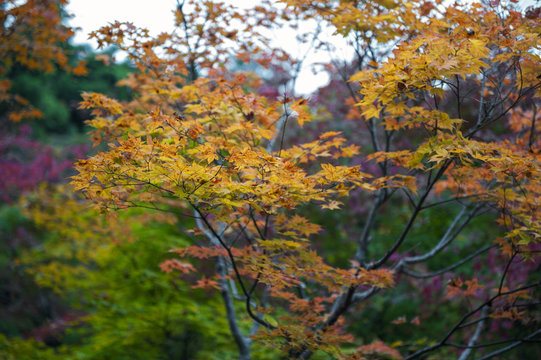 Lush foliage of Japanese maple tree during autumn in a garden in Kyoto, Japan
