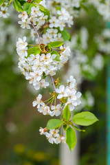 Wedding rings closeup with cherry flowers