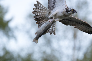 Osprey
