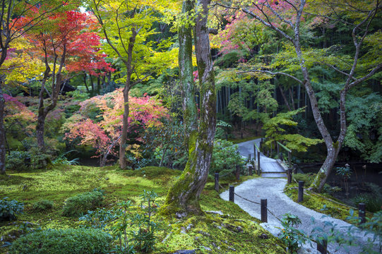 Japanese red maple tree during autumn in garden at Enkoji temple in Kyoto, Japan