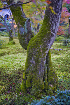 Tree bark covered with moss in maple garden during autumn in Japan