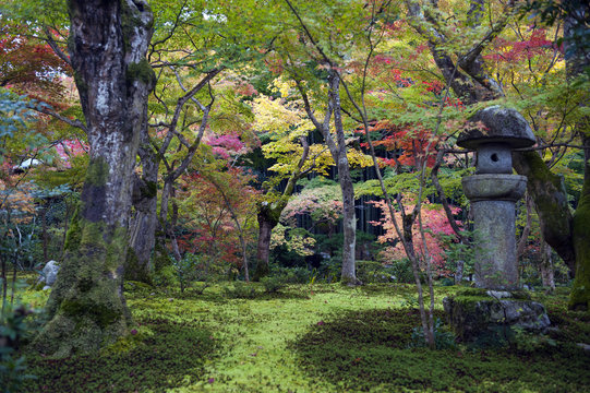 Japanese maple tree during autumn in a garden in Kyoto, Japan