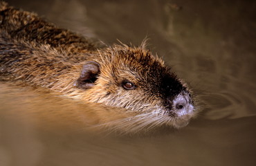 Nutria