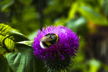 bourdon/bourdon sur une fleur de chardon