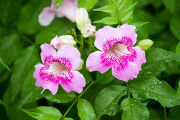 Pink flowers in the garden