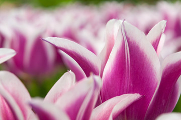 Tulip 'claudia' close-up at Keukenhof gardens